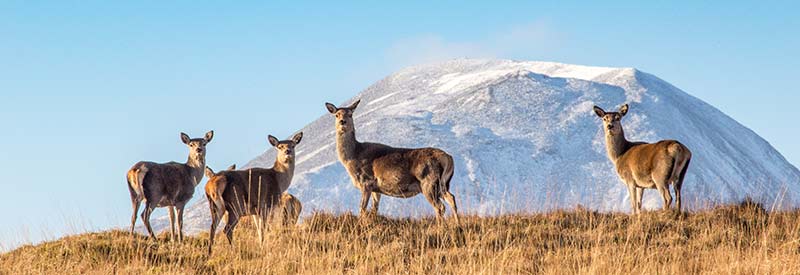 Red Deer Hindes in front of the Paps of Jura